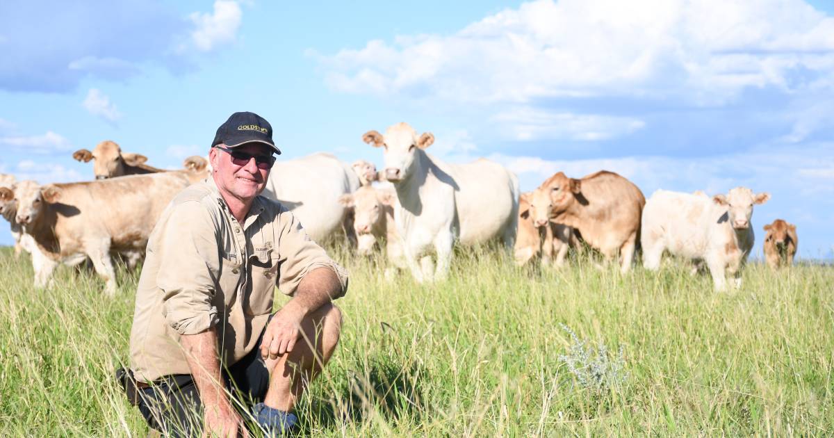 Green season has Clermont locals feeling positive as weaner season approaches