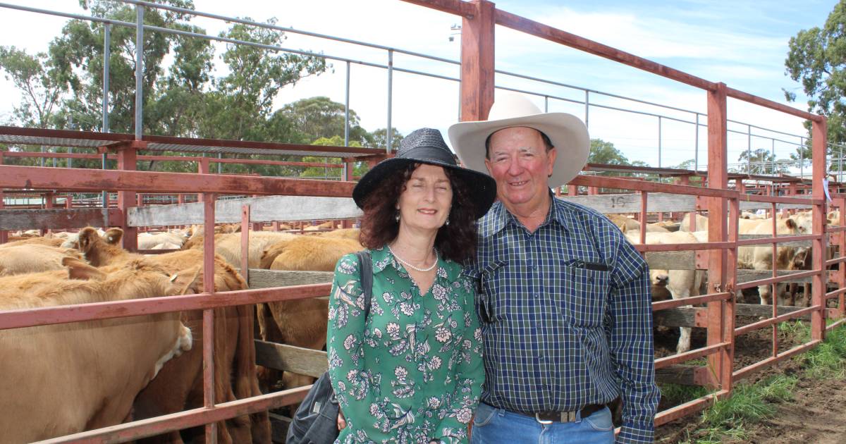 Rain and market hike drives Stanthorpe weaner sale