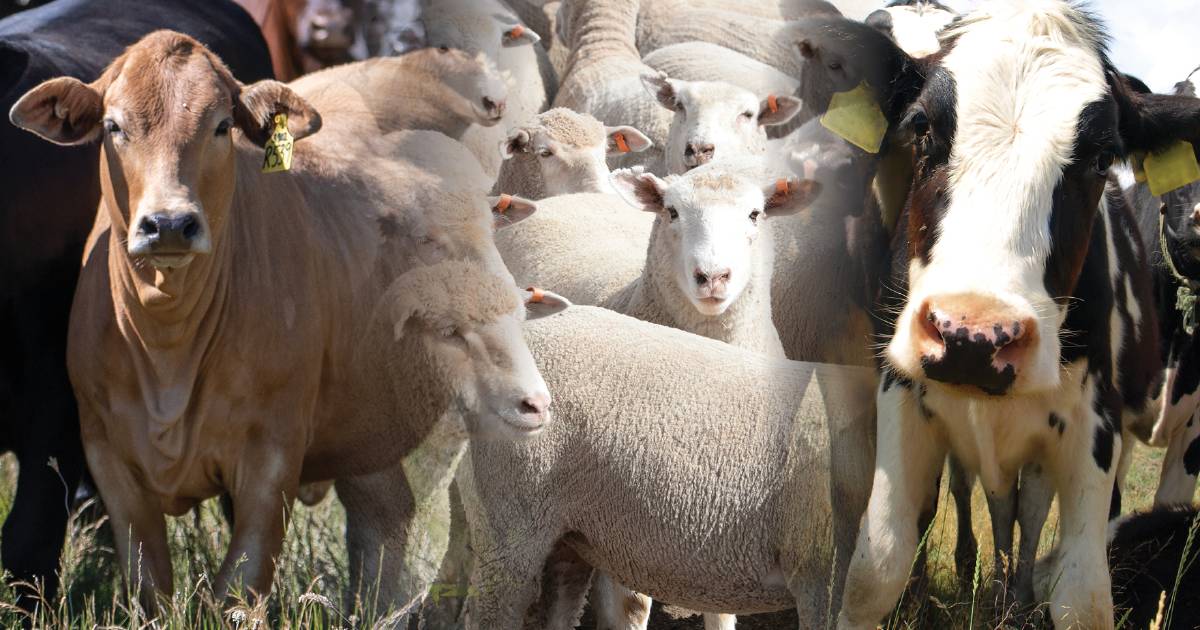 Something is driving people out of cattle and sheep