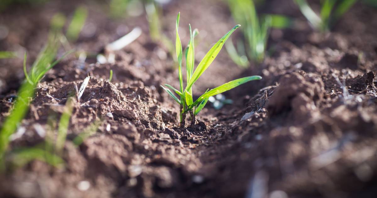 GRDC commits $12.7 million for long coleoptile wheat project | Farm Weekly