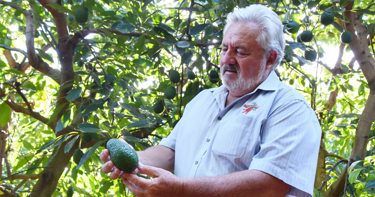 'The avolanche is over': Avocado food manufacturer pushes into Asian market