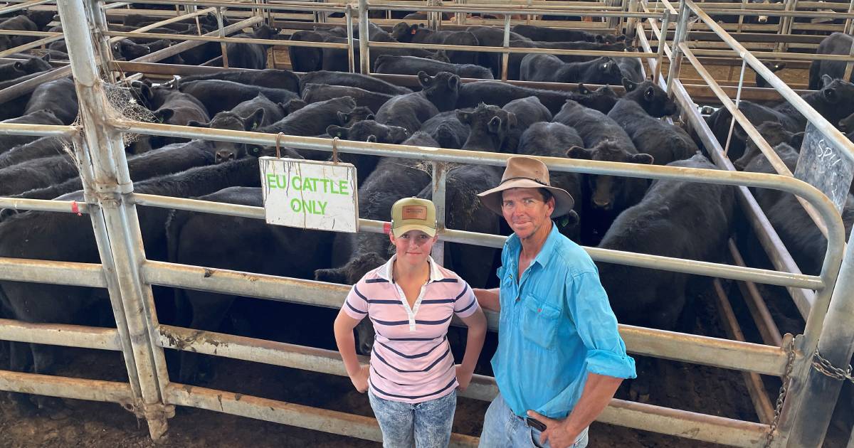 Armidale top weaners to 514 cents a kilo | The Land