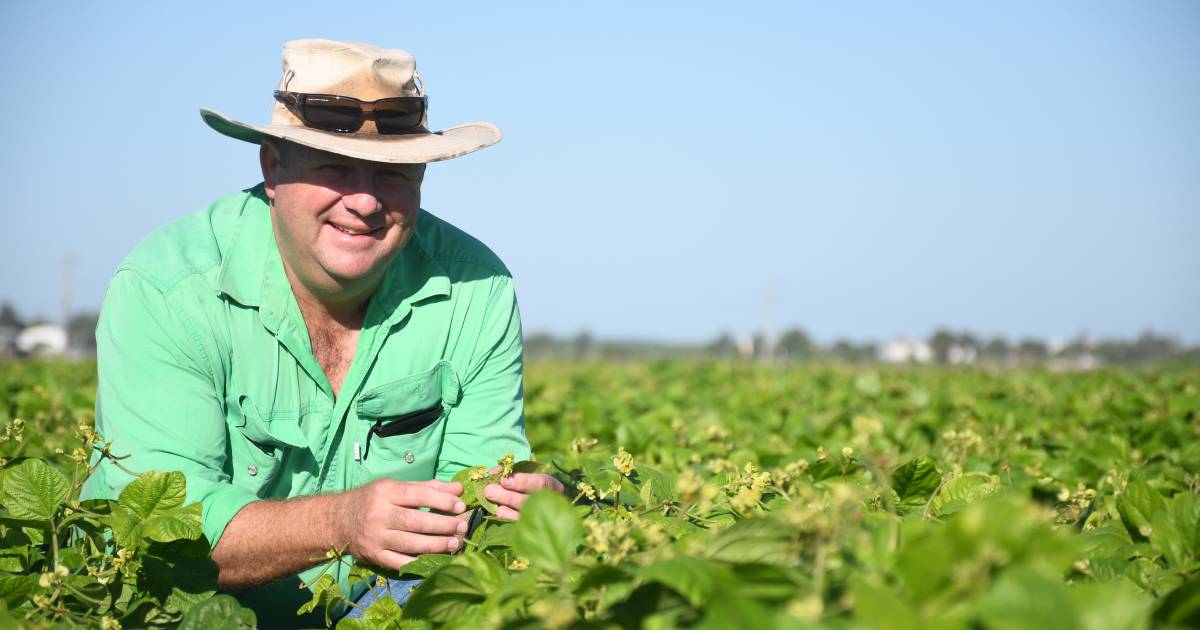 Mungbean trial finds the legume not likely to make nitrogen contribution | Queensland Country Life