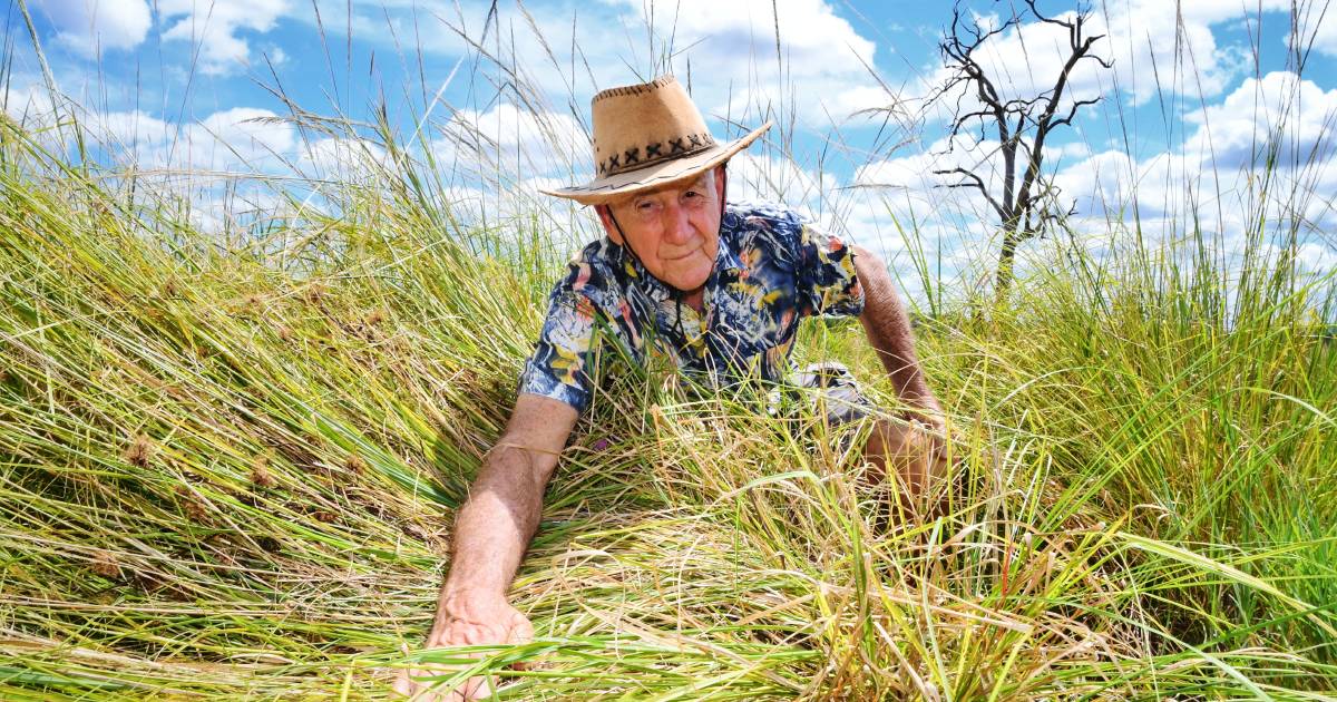 Giant rat's tail grass combating fungus researched but farmers believe it's already here