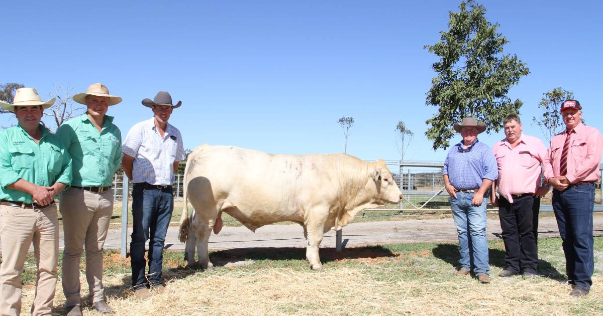 Venturon Livestock bull sells to $26,000 at Boyup Brook | Farm Weekly