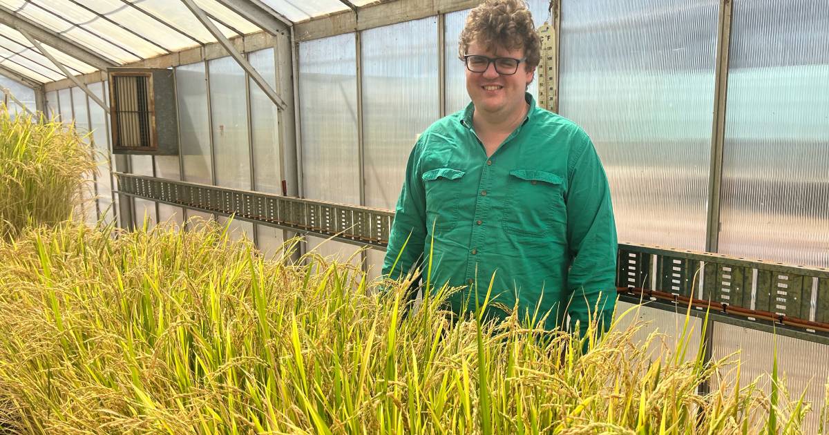 Water efficiency in rice focus of new research project | The Land