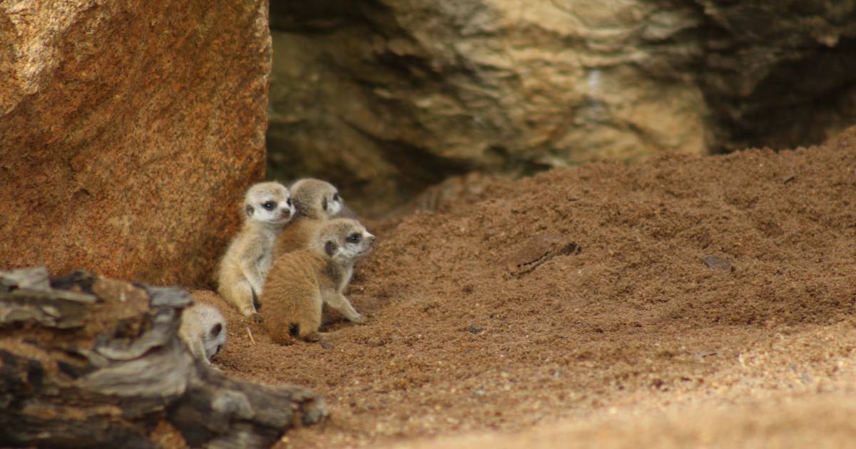 Watch as four baby meerkats are welcomed into their new home