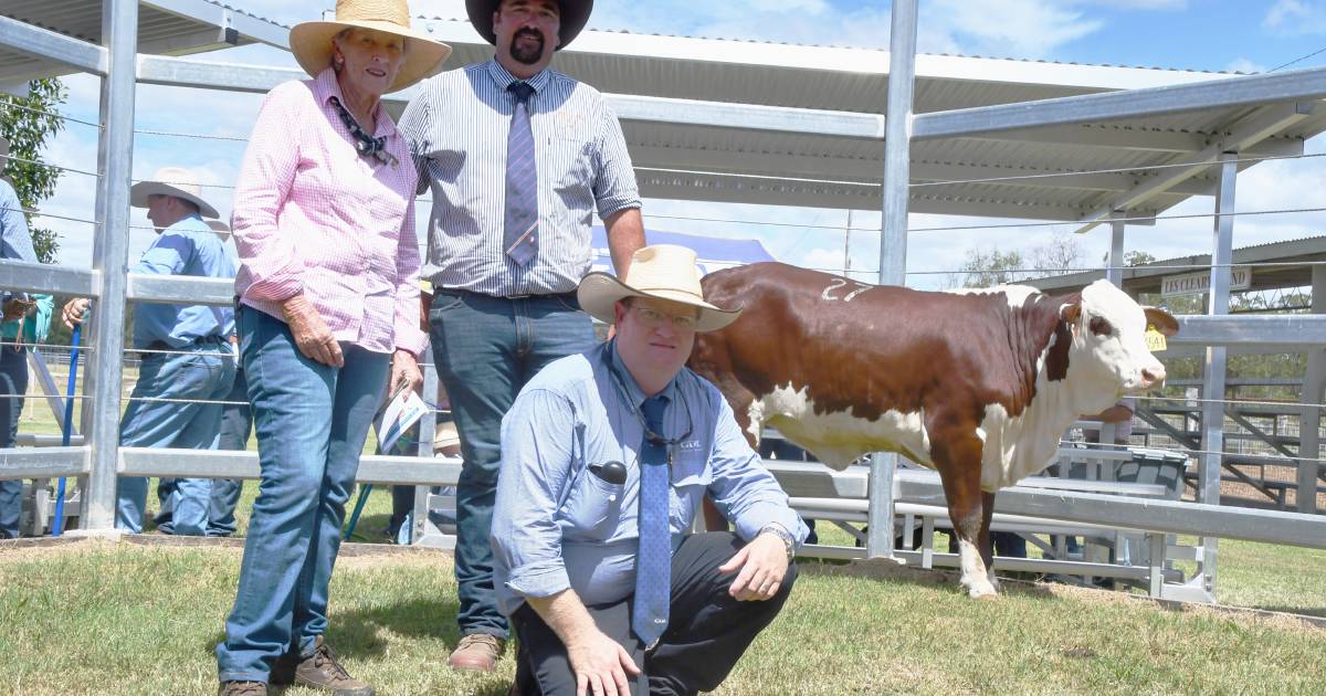 NSW stud tops Gayndah Braford sale in debut appearance