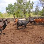 Life of Cloncurry icon Jan Schneekloth celebrated