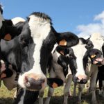 Around the ring: Brahmans claim top honours at Proston show