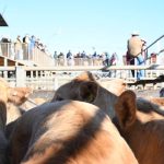 Values ease for beef steers and beef cross steers