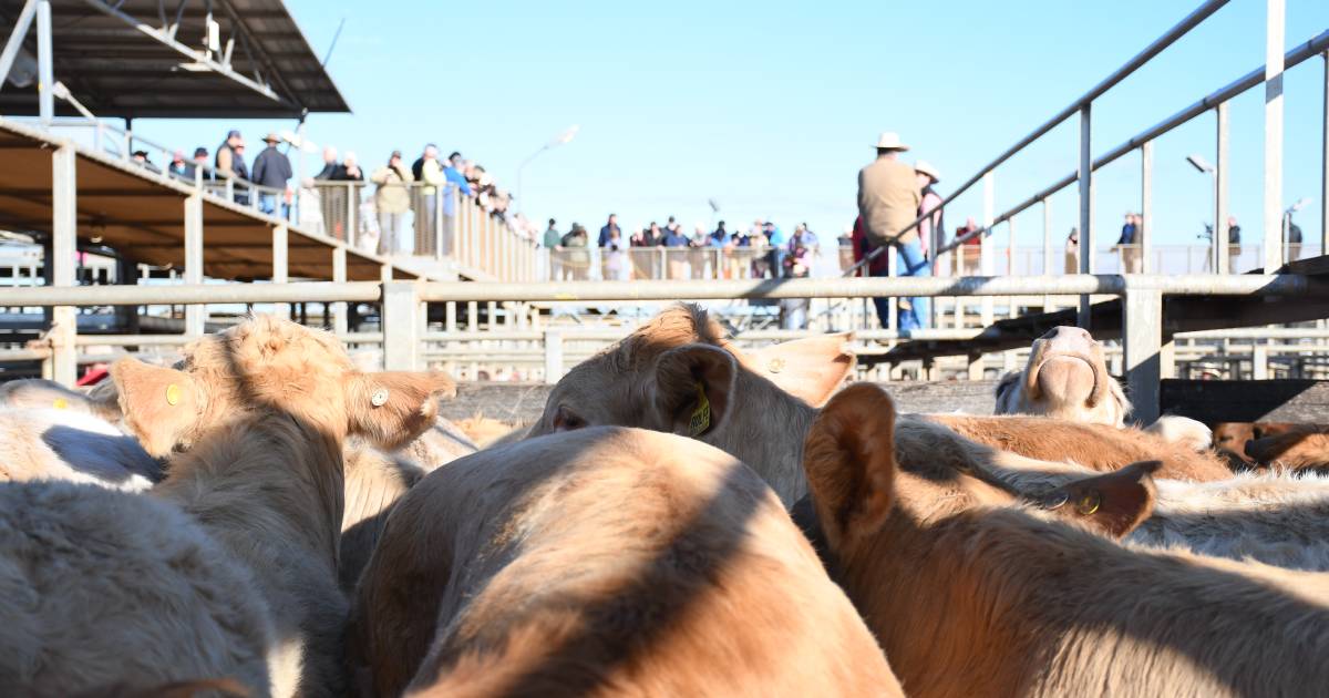 Weaner steers top at 536c at Roma