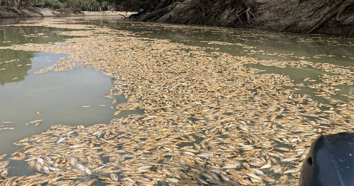 Ecological disaster as Menindee residents cart water again