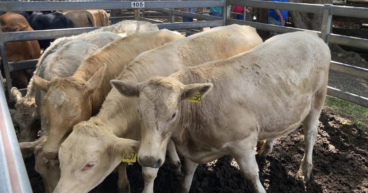 Charolais weaner steers sell for $1300 at Woodford | Queensland Country Life