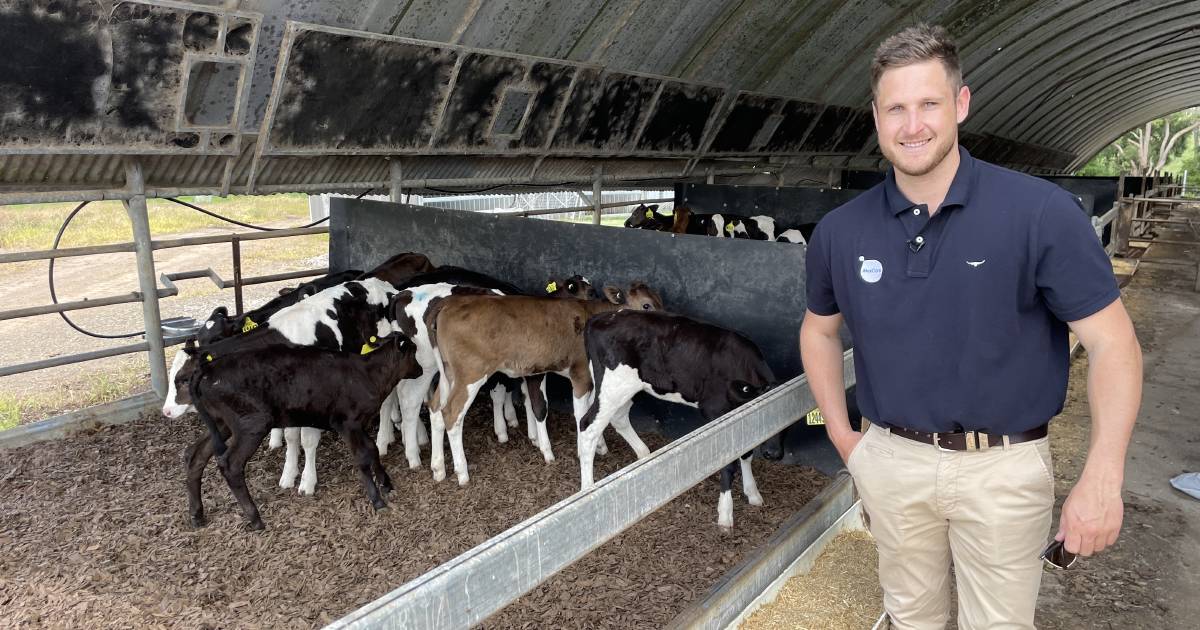 Successful system behind rearing Wagyu dairy calves