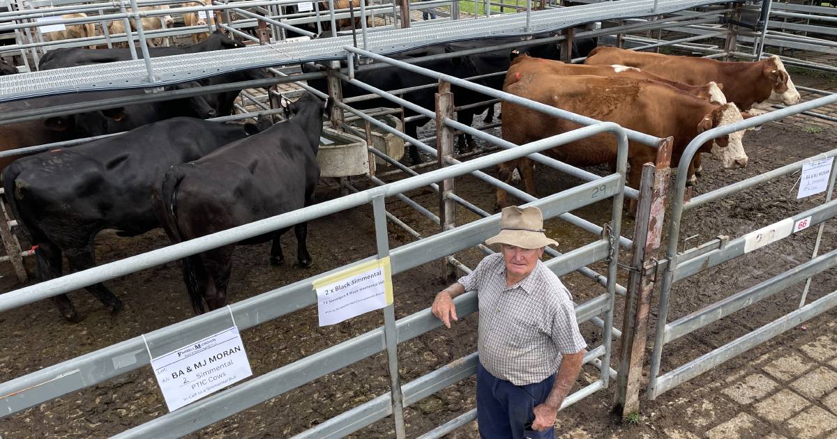 Grafton F1 heifers PTIC top sale in sober market