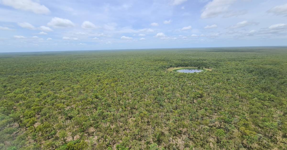 Corporate Carbon invest in cattle properties in Cape York Peninsula | Queensland Country Life