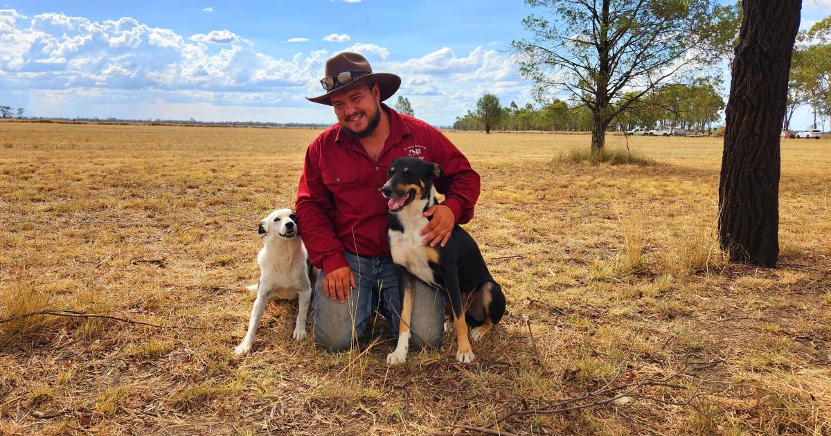 Military training helps Millmerran’s Alex Noy with working dog training | Queensland Country Life