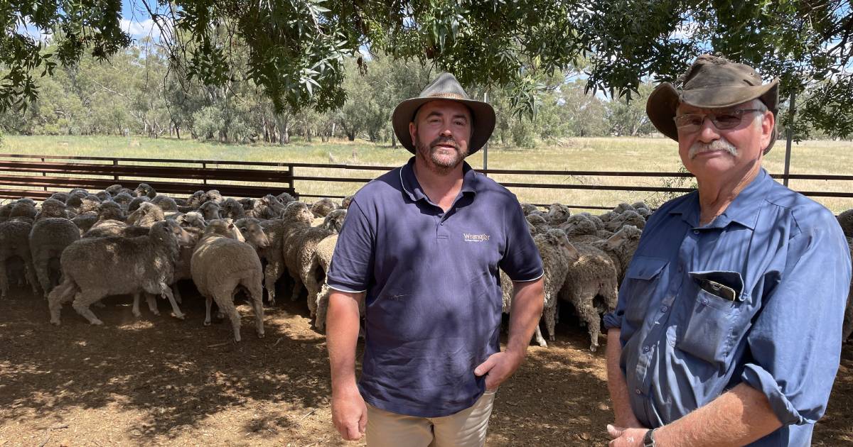 Wet start for top Parkes ewes | Photos