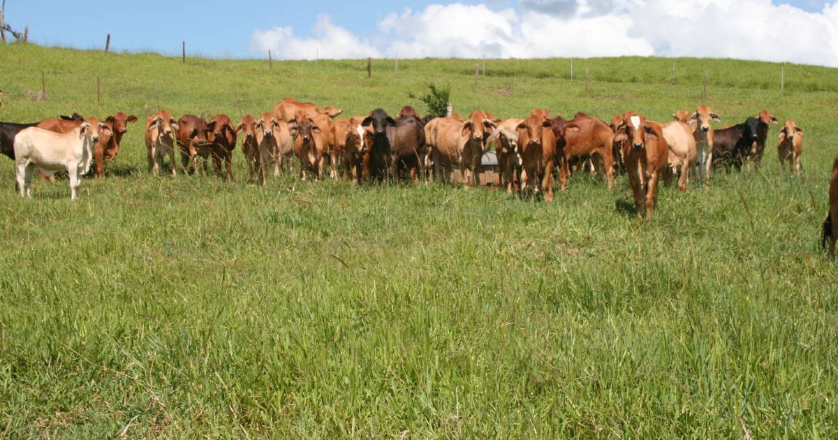 Atherton cattle country with lifestyle | Video