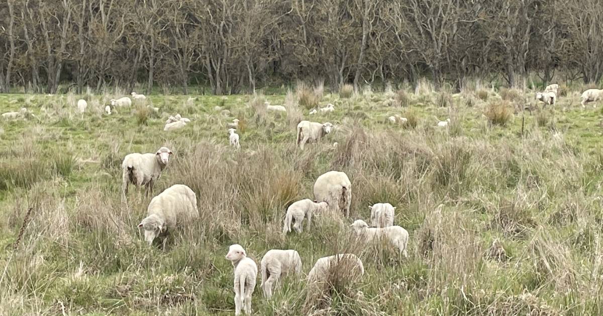 Local Land Services to be a one-stop shop to unite farmers with natural capital fund managers | The Land