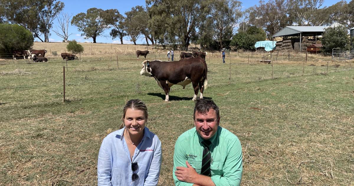 Hereford bulls at Cootamundra sold to $16,000