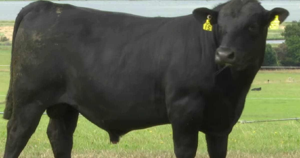 A bull has sold for almost a quarter of a million dollars in Tasmania