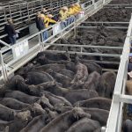 2023 meat production expected to decline 1%