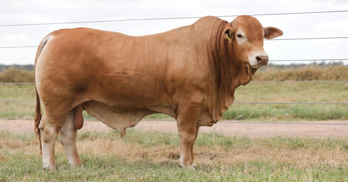 Glenlands tops Cloncurry Bull Sale at $46,000