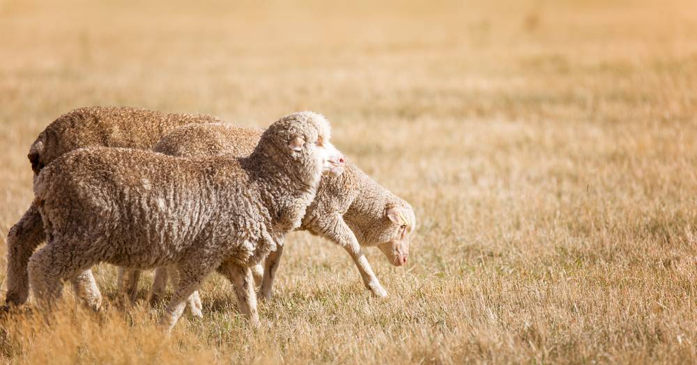 Western Australia's sheep trade teeters