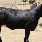 Crossbred cattle perform well against Brahmans in NT trial