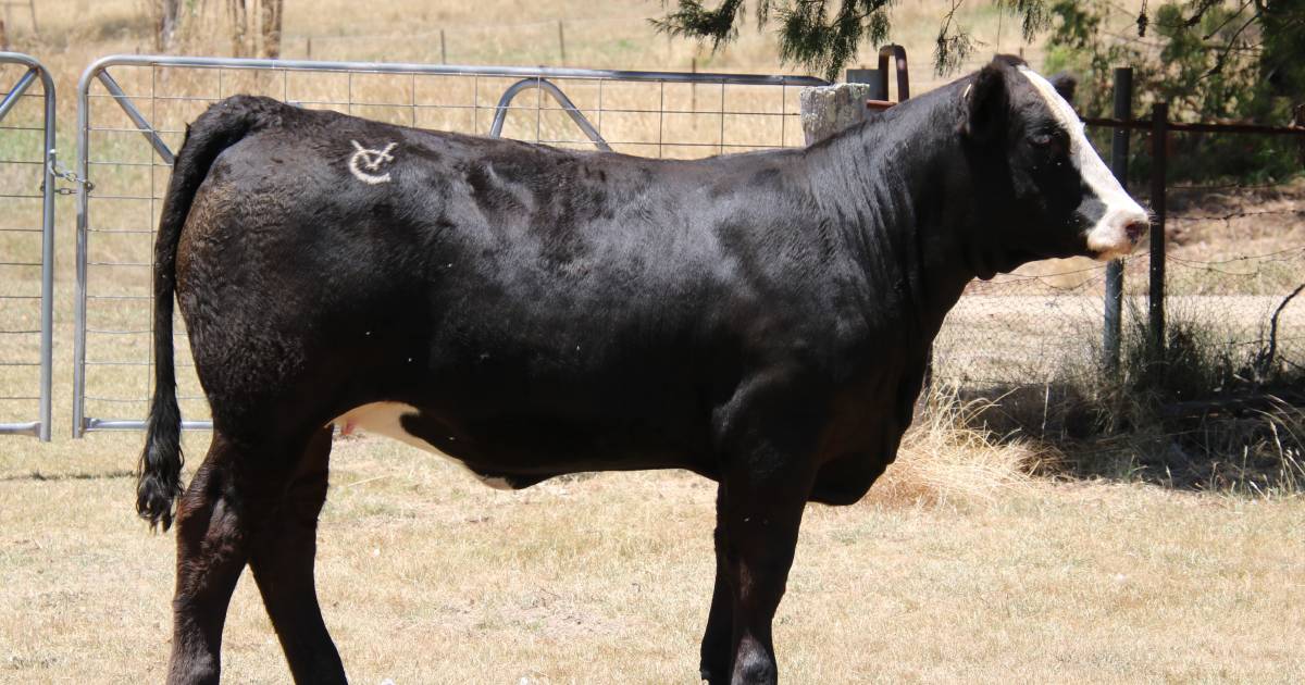 Valley Creek Simmentals' bulls sell to $8000, females to $11,000