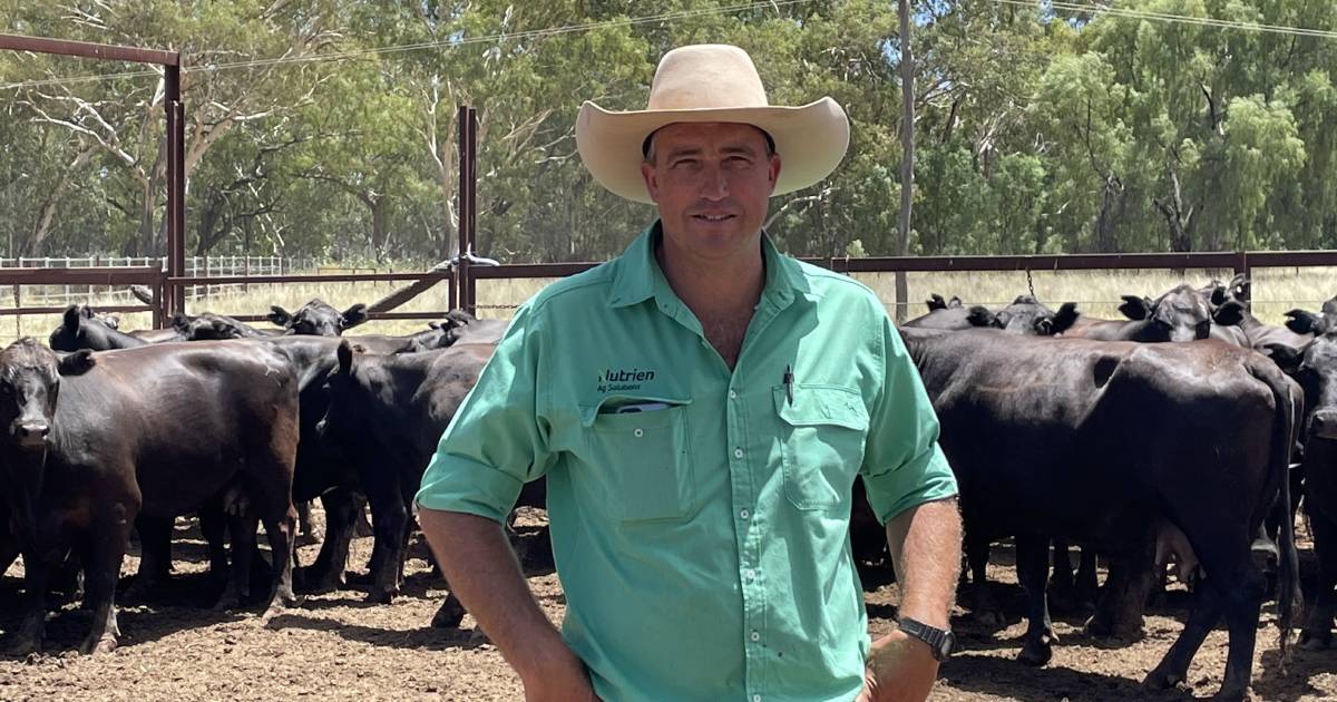 Cattle market positive ahead for producers