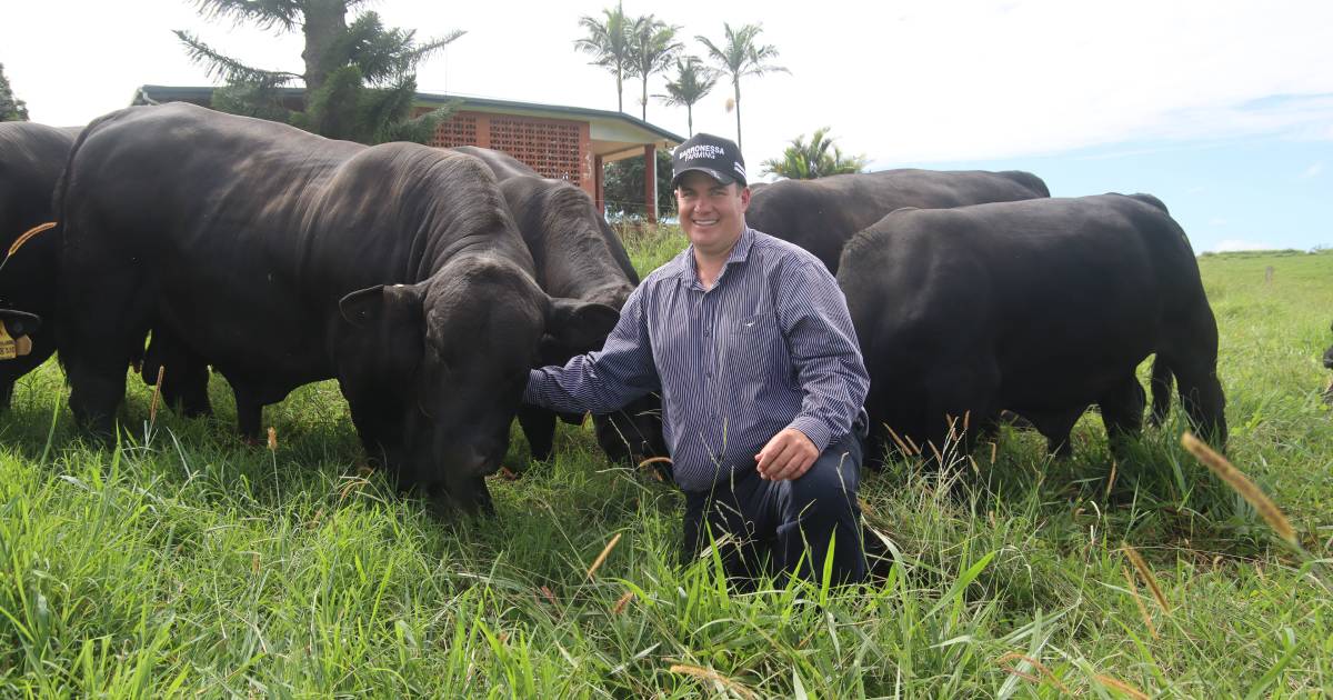 Upper Barron’s Baronessa Farming on moving from dairy to beef | North Queensland Register