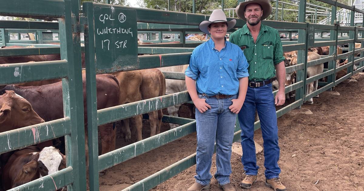 Whitings sell steers to 486c at 'firm to dearer' Blackall