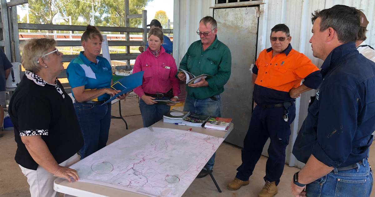 CQ graziers form clusters to combat exploding numbers of feral pigs