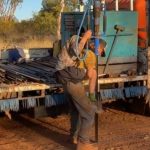 Saltbush boosts lamb survival rates