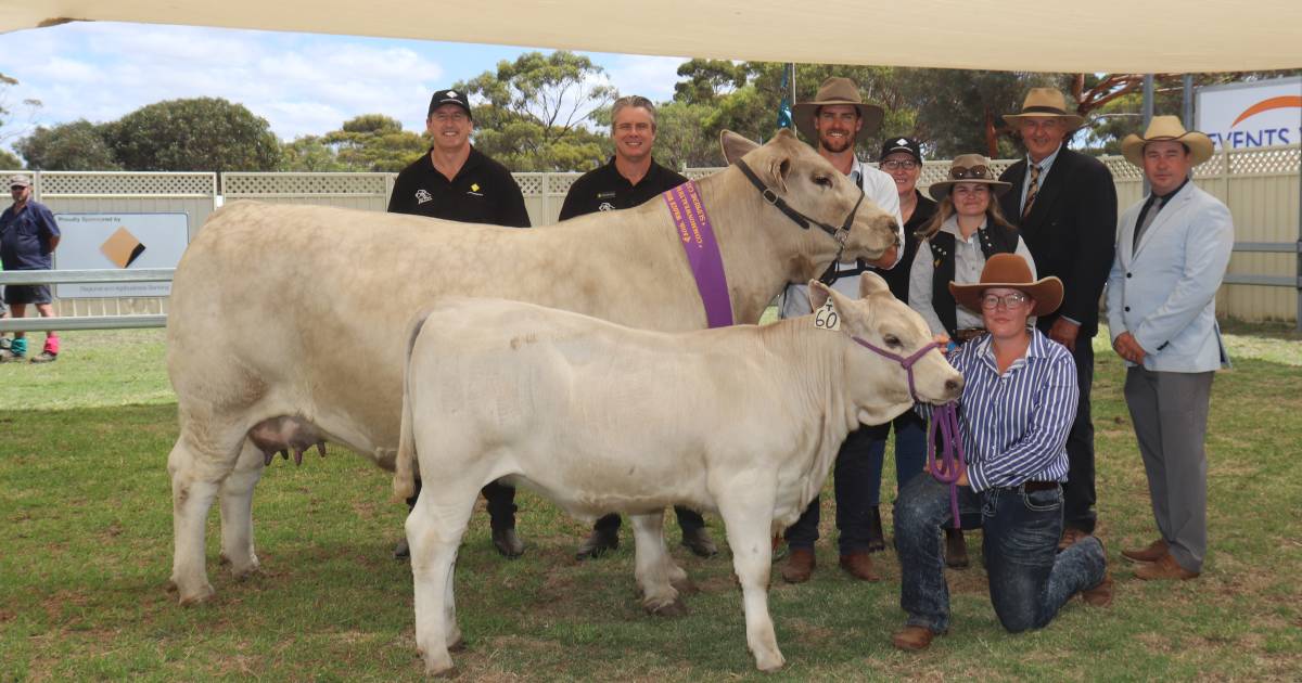 Multibreed win for Southend Murray Grey at Wagin Woolorama | Farm Weekly