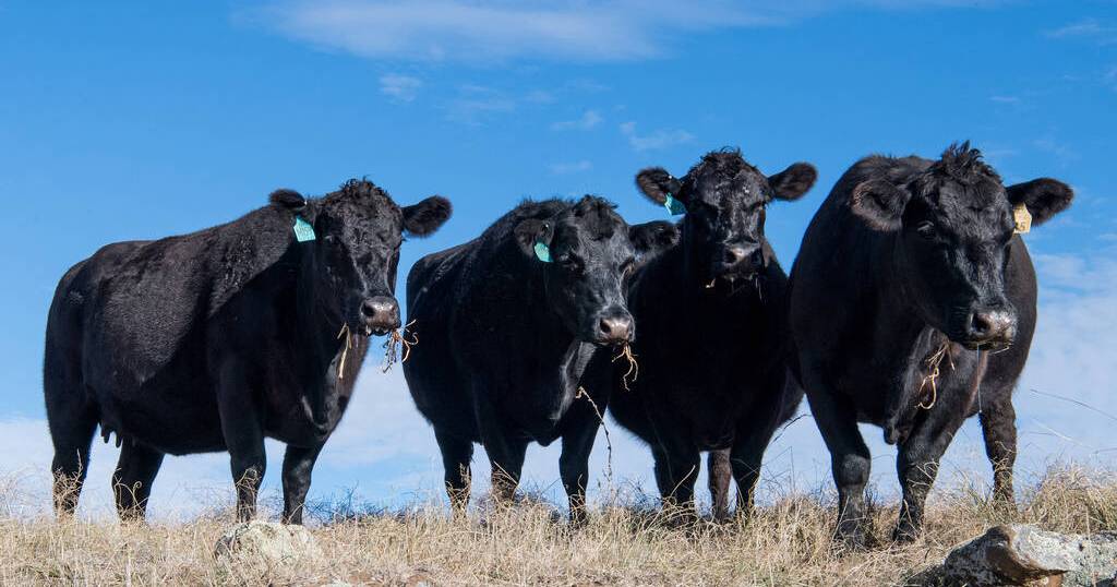 Beef Australia to launch new national carcase competition class in 2024