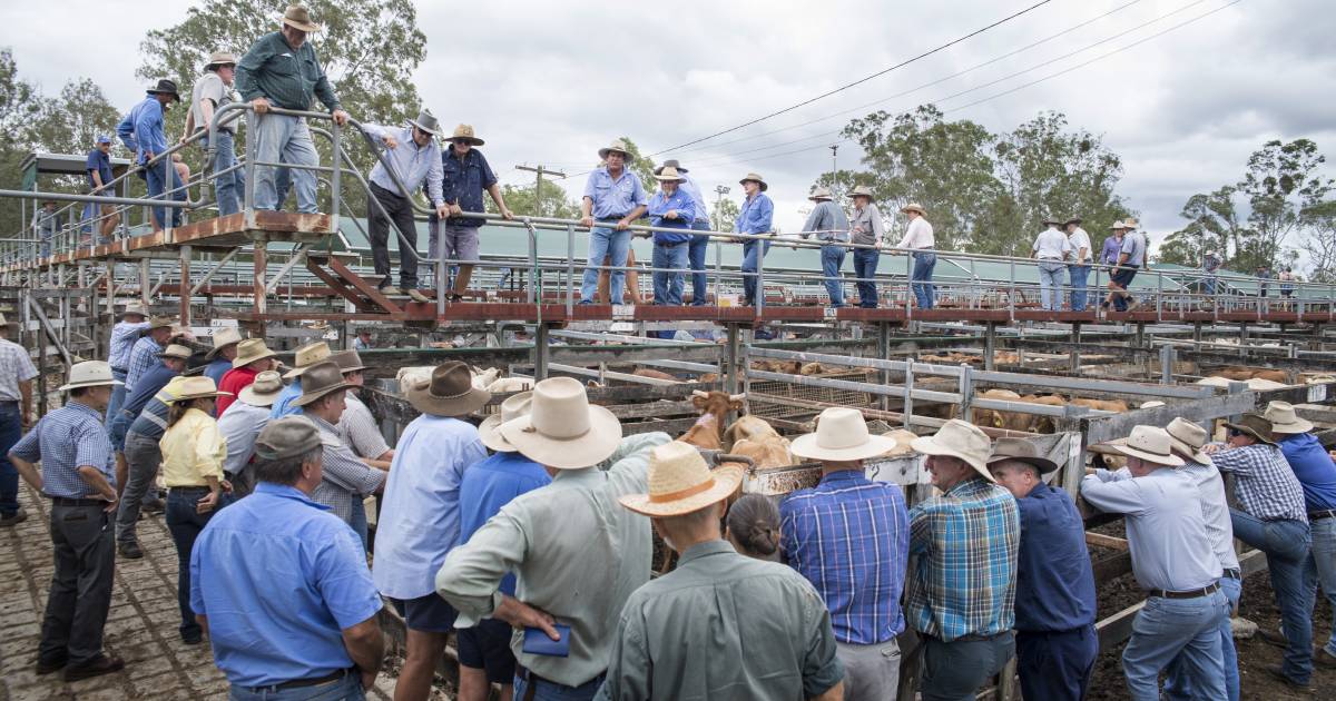 Market firm at Gympie