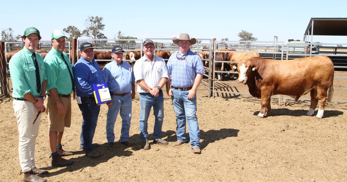 Willandra Sebastian S135 sells for $49,000 at Williams | Farm Weekly