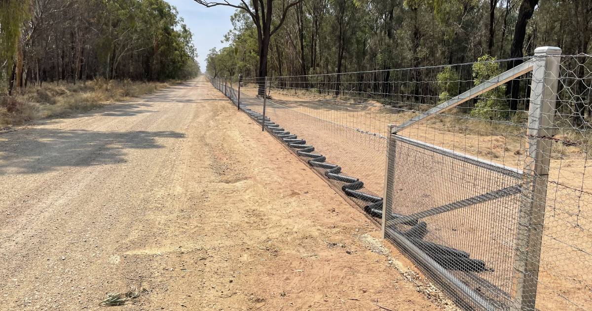 Darling Downs-Moreton Rabbit Board history comes to life in new book | Queensland Country Life