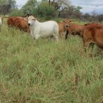 Green compost could help the Great Barrier Reef and farmers: study