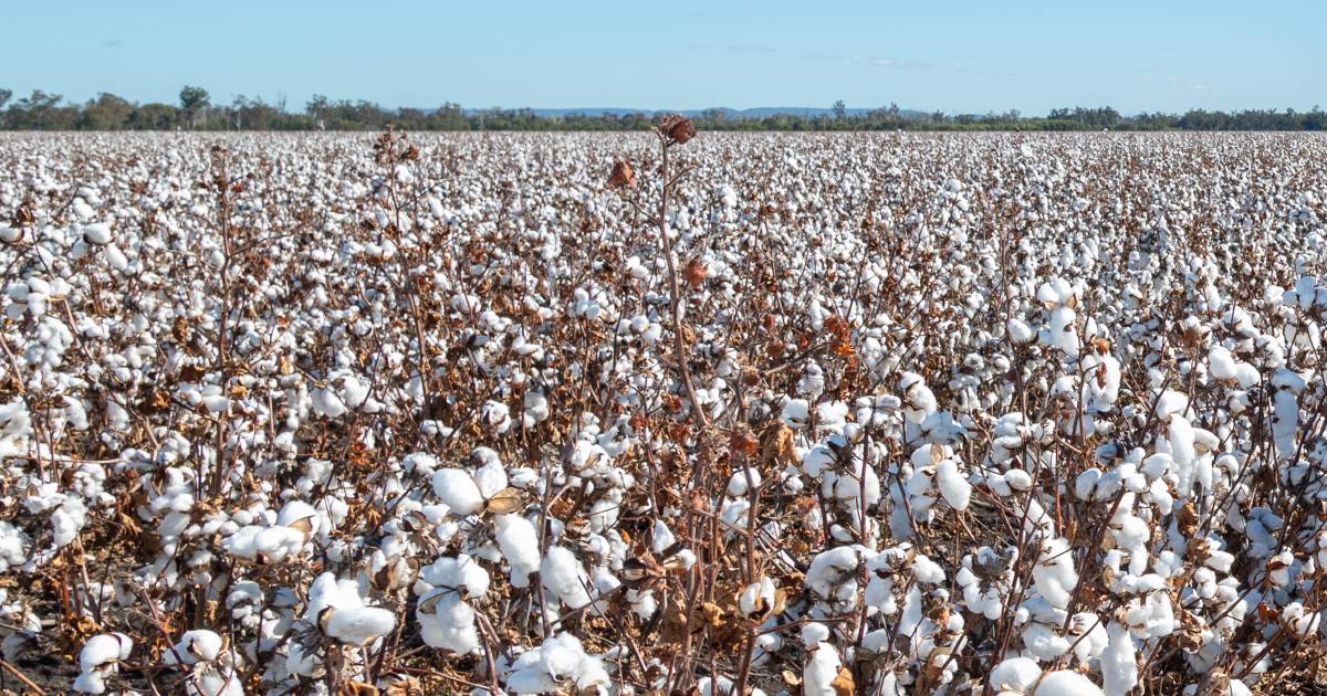 Rats and rain knock crops, but there's hope in dry skies