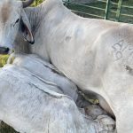 Queenslanders make up 1850c/kg steer syndicate