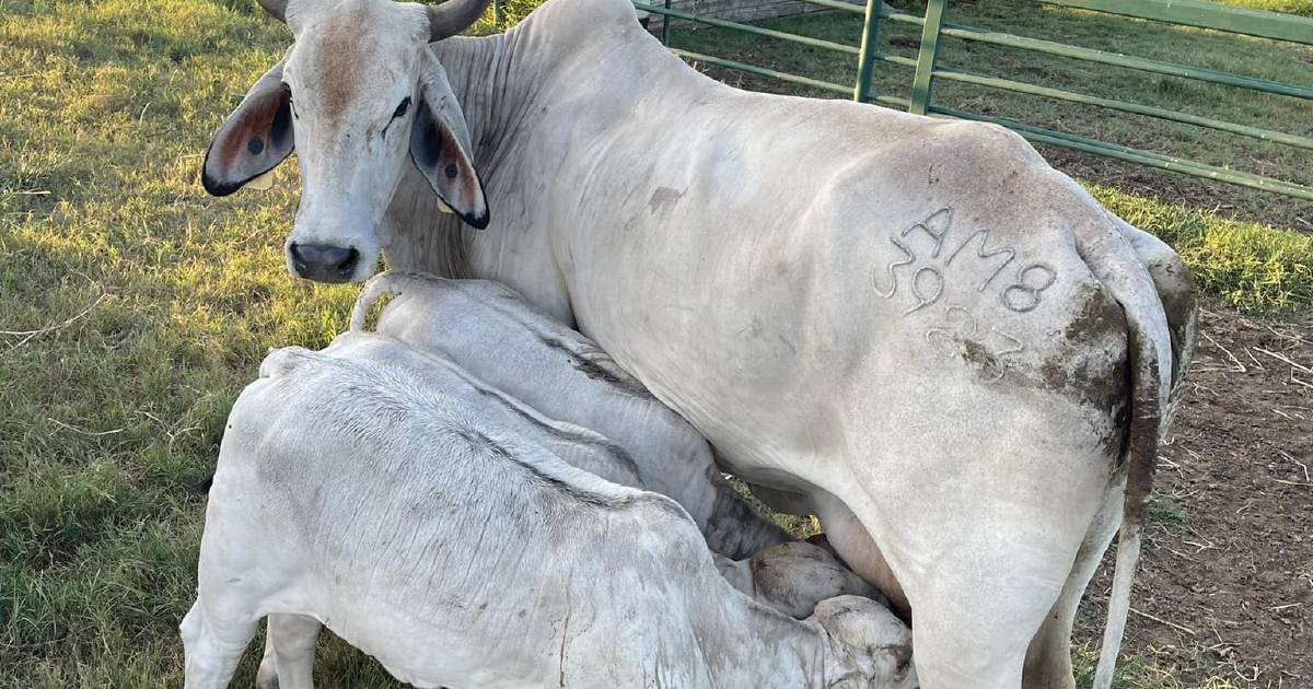 Heifer triplets defy the odds to thrive at Baralaba stud