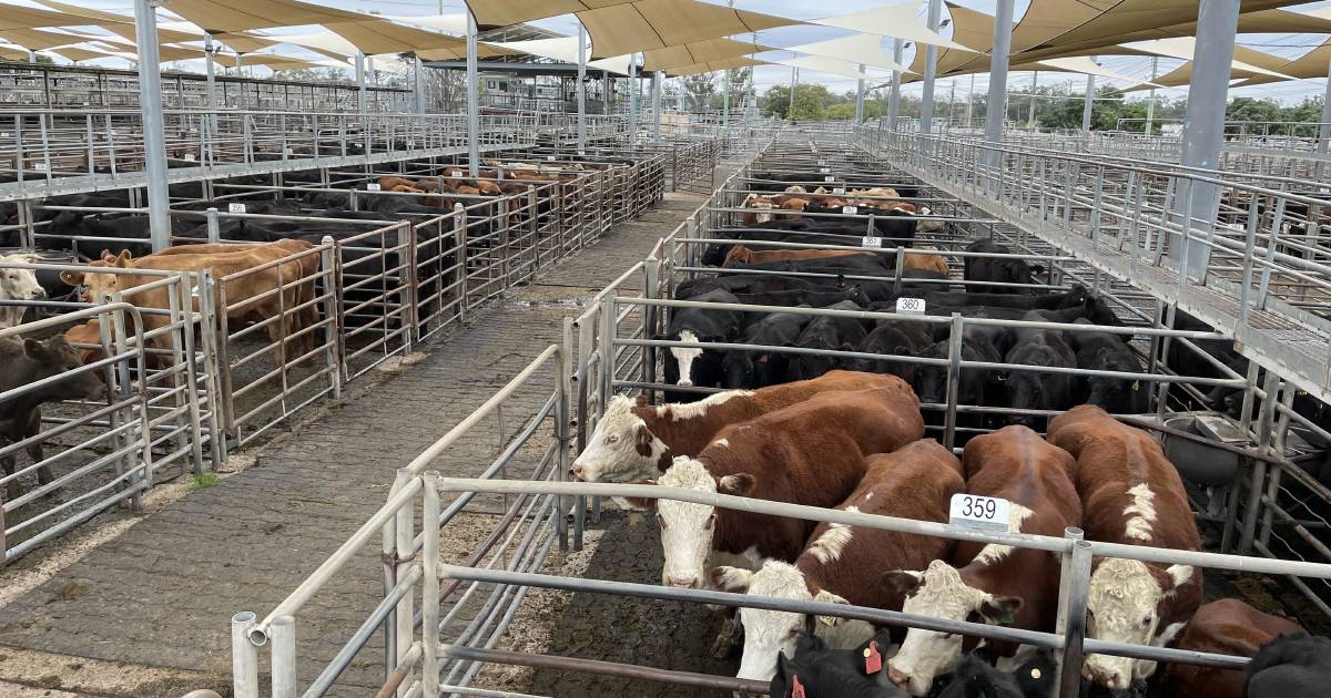 Dubbo cows with calves hit $2875