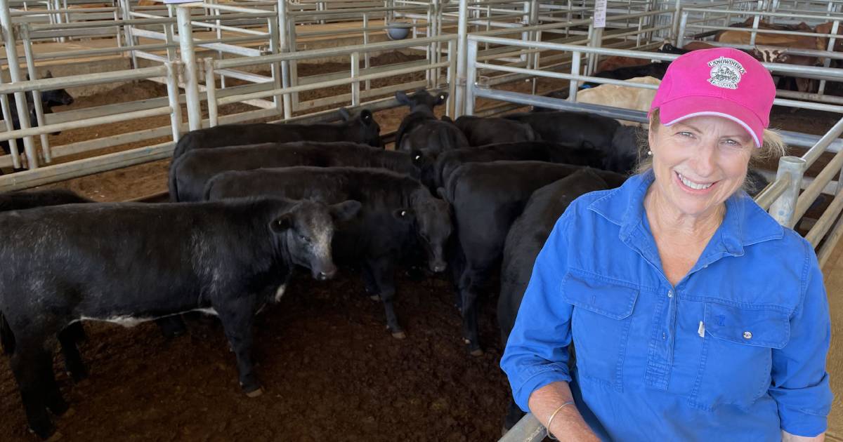 Store sales reflect bright spot in cattle markets | The First Draft