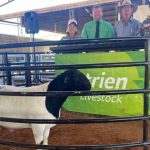 Steers top at $1730 at NVLX Wodonga