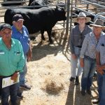 Saltbush boosts lamb survival rates